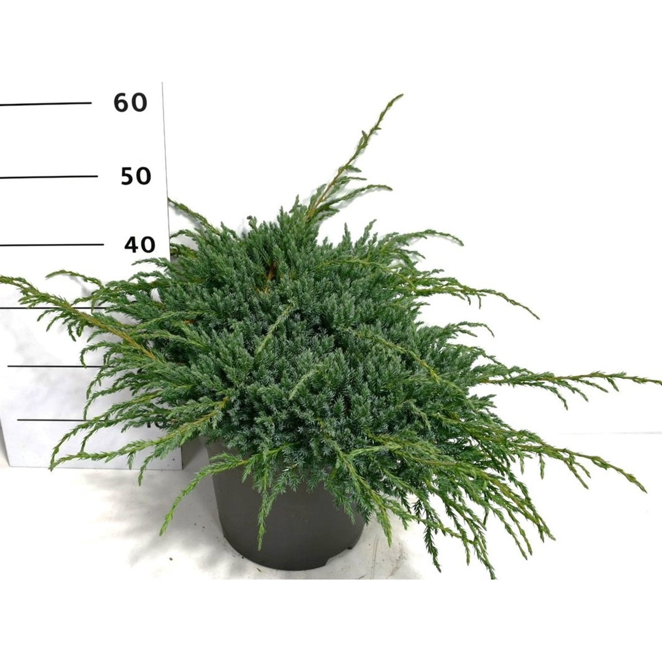 Himalaya-en – Juniperus squamata 'Blue Carpet' - C12 50-60 cm.